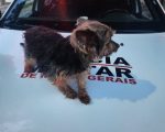 Mulher furta yorkshire, quase atropela tutora e é presa em BH