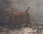 Homem é preso em flagrante por maus-tratos a cães em BH