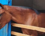 Passaporte Sanitário Equestre moderniza trânsito de equídeos em Minas
