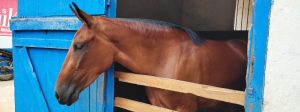 Passaporte Sanit&aacute;rio Equestre moderniza tr&acirc;nsito de equ&iacute;deos em Minas