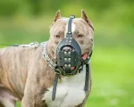 Cães de grande porte devem usar focinheira e coleira em Divinópolis; tutor que descumprir será multado