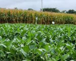 Tecnologia criada em Minas recebe reconhecimento internacional da FAO