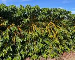 Cultivar de café recém-registrada pelo Governo de Minas se destaca nas lavouras do Vale do Jequitinhonha