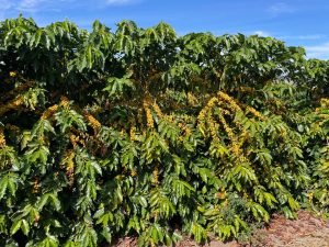 Cultivar de caf&eacute; rec&eacute;m-registrada pelo Governo de Minas se destaca nas lavouras do Vale do Jequitinhonha