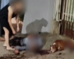 Idoso é atacado durante briga entre cães em Oliveira