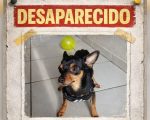 Cachorrinho Maike desaparece no bairro São Roque; família oferece recompensa