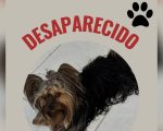 Divinópolis: cão Zeca desaparece no bairro São Roque