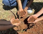 Minas Gerais tem avanço histórico na regularização ambiental e produção de mudas nativas em 2025