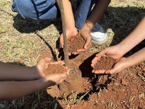 Minas Gerais tem avan&ccedil;o hist&oacute;rico na regulariza&ccedil;&atilde;o ambiental e produ&ccedil;&atilde;o de mudas nativas em 2025