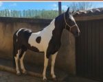 Família de Nova Lima denuncia golpe envolvendo venda de cavalo em Divinópolis