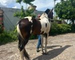 Cavalo é encontrado em Divinópolis após publicação no MPA