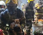 Incêndio destrói galpão e cachorro é salvo pelos bombeiros em BH