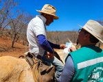Ações do Instituto Mineiro de Agropecuária marcam o desenvolvimento do agro mineiro em 2025
