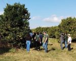 Emater orienta sobre manejo e produtividade da fruticultura durante a safra de verão