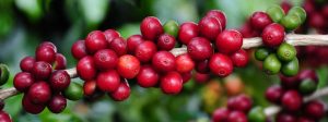 Valor Bruto da Produção agropecuária mineira alcança recorde em 2025