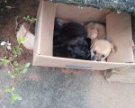 Filhotes de cães são abandonados em praça da comunidade rural do Quilombo, em Divinópolis
