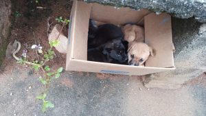 Filhotes de cães são abandonados em praça da comunidade rural do Quilombo, em Divinópolis