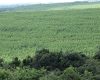 Silvicultura impulsiona produção na agroindústria e no campo