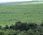 Silvicultura impulsiona produção na agroindústria e no campo