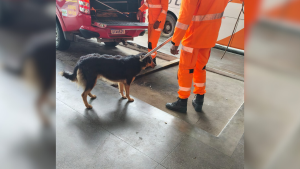 Bombeiros capturam cães agressivos nas imediações da rodoviária de Formiga