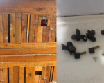 Formiga: Galos em situação de maus-tratos utilizados para rinha são resgatados