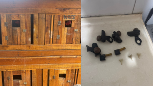 Formiga: Galos em situação de maus-tratos utilizados para rinha são resgatados