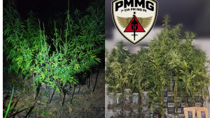Divin&oacute;polis: Planta&ccedil;&atilde;o de maconha &eacute; localizada no bairro Nova Fortaleza; dupla &eacute; presa