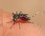 Divinópolis investiga primeira morte por dengue em 2026