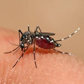 Divinópolis ultrapassa 2 mil casos confirmados de dengue em 2026, diz boletim
