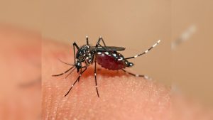 Divinópolis ultrapassa 2 mil casos confirmados de dengue em 2026, diz boletim