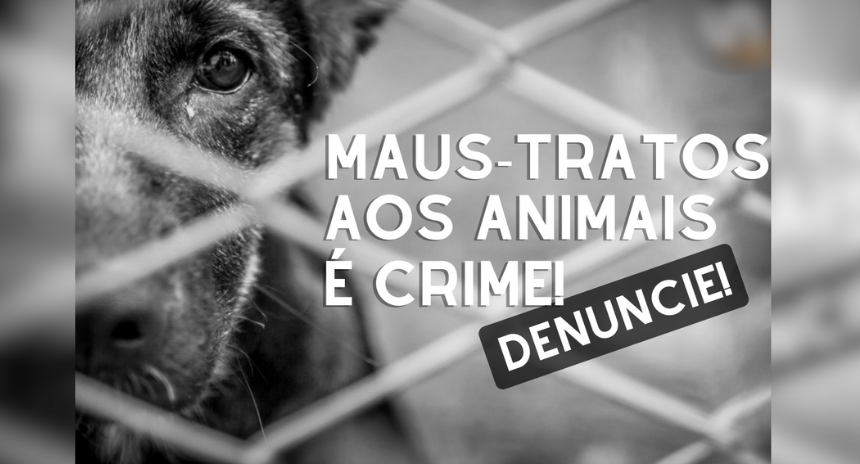 Violência contra animais é crime e preocupa em Divinópolis após série de casos