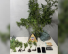 Homem é preso com pés de maconha e dinheiro, em Formiga