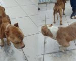Homem é preso por maus tratos a dois cães em Formiga