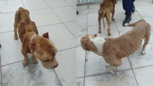 Homem &eacute; preso por maus tratos a dois c&atilde;es em Formiga