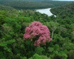 Instituto Estadual de Florestas seleciona organização parceira para gestão do Parque Estadual do Rio Doce