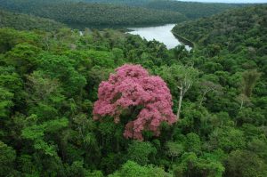 Instituto Estadual de Florestas seleciona organiza&ccedil;&atilde;o parceira para gest&atilde;o do Parque Estadual do Rio Doce