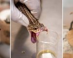 Minas Gerais reforça prevenção e atendimento a acidentes com animais peçonhentos