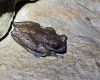 Estudo na Serra do Espinhaço revela espécies de anfíbios que se reproduzem em cavernas