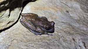 Estudo na Serra do Espinhaço revela espécies de anfíbios que se reproduzem em cavernas