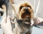 Donos de pet shops e salões de beleza de Divinópolis podem iniciar 2026 com mais estratégia