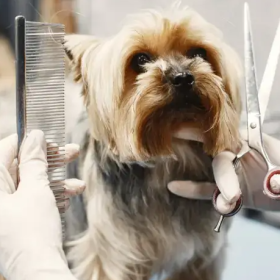 Donos de pet shops e salões de beleza de Divinópolis podem iniciar 2026 com mais estratégia