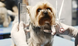 Donos de pet shops e sal&otilde;es de beleza de Divin&oacute;polis podem iniciar 2026 com mais estrat&eacute;gia