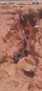 Moradores registram cobra de grande porte em &aacute;rea urbana de Divin&oacute;polis