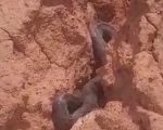 Moradores registram cobra de grande porte em área urbana de Divinópolis