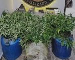 Homem é preso e laboratório de produção de drogas é desarticulado pela polícia