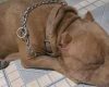 Homem é preso por tráfico e cachorro morre baleado durante ação policial na Grande BH