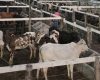 IMA investe em ações para garantir a saúde, segurança e o controle sanitário em Minas