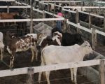 IMA investe em ações para garantir a saúde, segurança e o controle sanitário em Minas