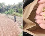 Epamig desenvolve projeto para expandir o cultivo de arroz de terras altas no Jequitinhonha e no Norte de Minas