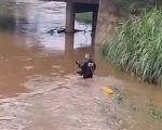 Bombeiros resgatam cão ilhado no rio São João, em Itaúna